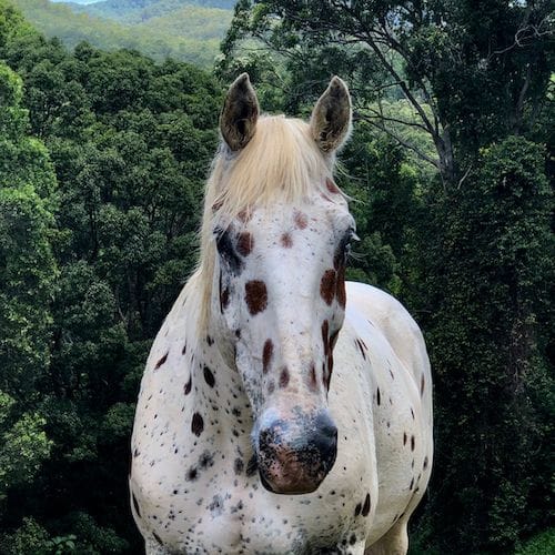 Creso develops hemp product for horses Creso develops hemp product for horses